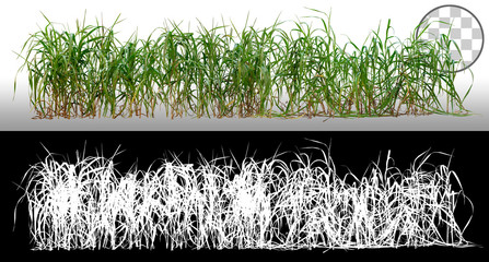Bunch of wild grass. Blades of grass. Green tufts isolated on transparent background. High quality...