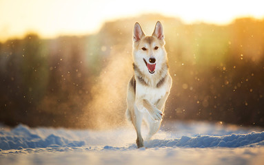 Portrait of a happy mongrel dog walking at meadow in winter in sunset