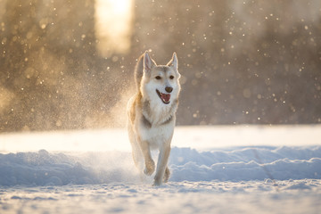 Portrait of a happy mongrel dog walking at meadow in winter in sunset