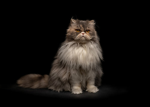 Portrait of a fluffy cat