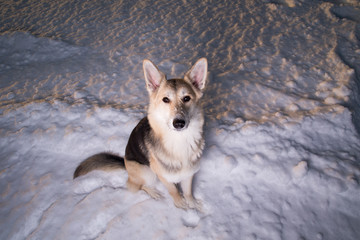 Cute mongrel dog sitting on snow and looking at camera