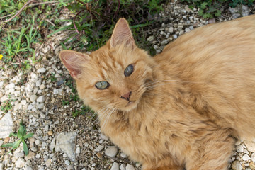 calin de petit chat roux 