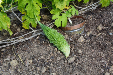 Bitter gourd with a warty exterior