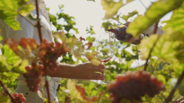 Sommelier pouring wine into glass tasting red wine at grape harvest on vineyard. Wine tasting culture. Private tour.