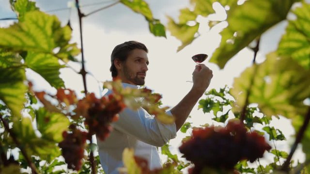 Handsome sommelier estimating red wine quality and color tasting at beautiful vineyard. Winemaking concept.
