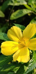 Fototapeta premium yellow flowers in garden