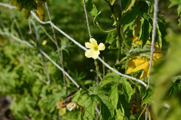 Female flower on a bitter gourd plant