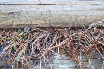 Assembly of a log cabin