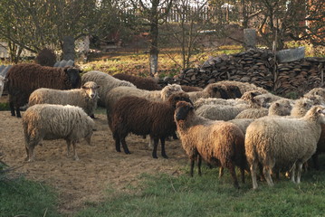   sheep, sheep in the yard     