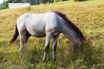 Naklejka na ściany i meble Young Gray Dappled Horse Standing in the field