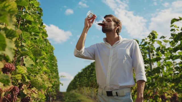Young cheerful sommelier tasting and evaluating red wine quality in glass staying in grape vines garden on sunny day. Italian culture of winemaking.