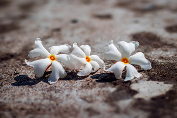 selective focus of Night-flowering jasmine