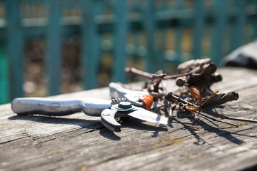 Pruning shears and cut branches