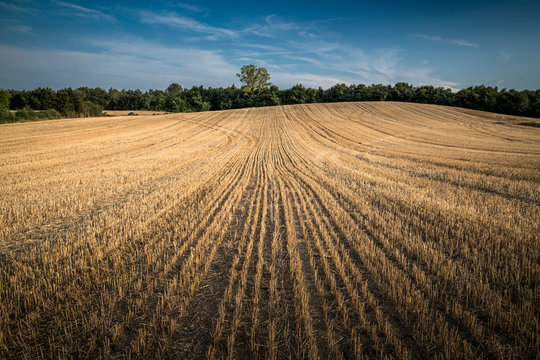 Wheat field after summer harvest, Vitoria, Alava, Basque Country, Spain