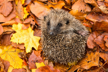 Hedgehog, wild, native, European hedgehog in colourful Autumn or Fall leaves. Facing forwards....