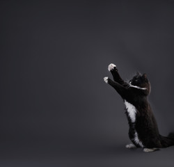 Portrait of Little gray kitten on grey background in studio