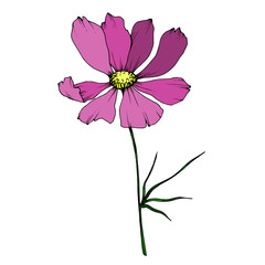 Vector Cosmos floral botanical flowers. Black and white engraved ink art. Isolated cosmea illustration element.