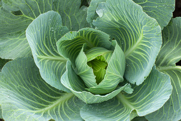Green cabbage with open leaves in the garden, top view.