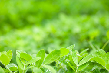 Fototapeta na wymiar Green leaf of peanut on blurred greenery background. Closeup, Copy space for text.