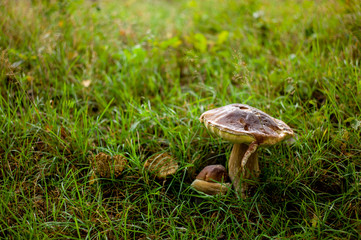 Pilz im Gras