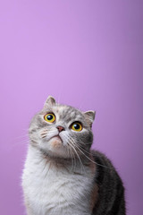 Obraz premium Close up portrait of purebred scottish fold cat looking up