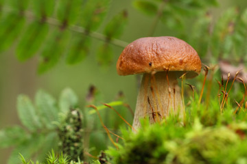 Cep, mushroom in autumn forest.