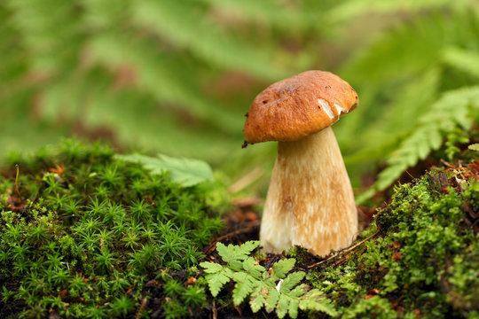 Cep, mushroom in autumn forest.