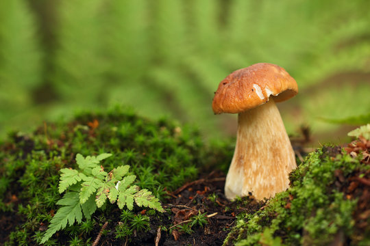Cep, mushroom in autumn forest.
