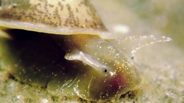 Radix peregra snail macro shot