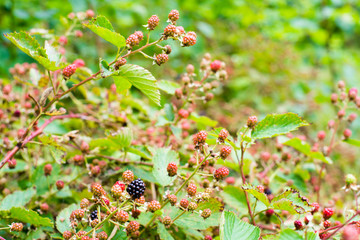 Ripening of the blackberries