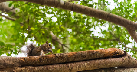 Squirrel on a tree branch seen from below in Venice