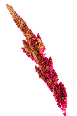 Red amaranth (Amaranthus cruentus). Amaranth plant  isolated on white background