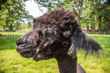 side portrait of a Freshly shaved alpaca (Vicugna pacos) in a green meadow