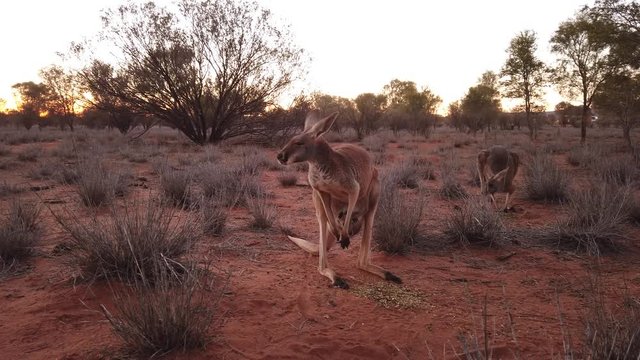 mother kangaroo with a joey in a pocket, Macropus rufus, on the red sand of outback central Australia at sunset. Australian Marsupial in Northern Territory, Red Center.