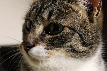 Close up portrait of a cute striped kitten