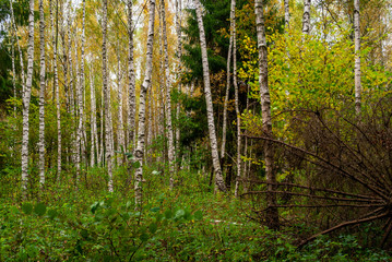 Obraz premium Jesień w Puszczy Knyszyńskiej, Podlasie, Polska