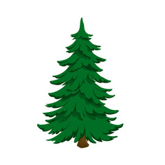 Isolated image of fir. Green pine in cartoon style. Forest tree on white background