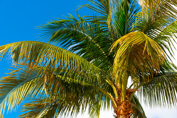 Fototapeta na wymiar Palm tree under a blue sky in Miami Beach
