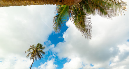 Cloudy sky over palm trees in Le Moule