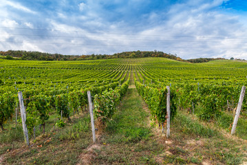 Fototapeta na wymiar Rows of vineyard on hill before harvesting in Tokaj area of Slovakia. Autumn landscape under blue sky