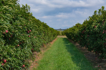 Apple trees with ripe fruits in the garden in sunny day on the cloudy blue sky background. Ripe fruits in orchard ready for harvesting. Perspective view. Catalunya, Spain.
