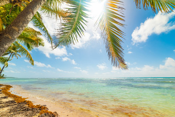 Coconut palm trees in Bois Jolan beach in Guadeloupe