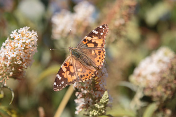 Schmetterling auf Blume