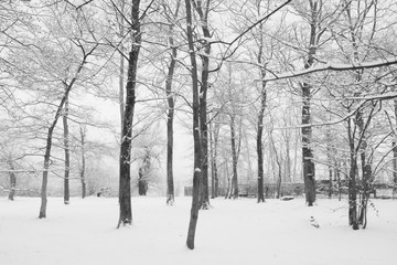 Naklejka premium neve 2