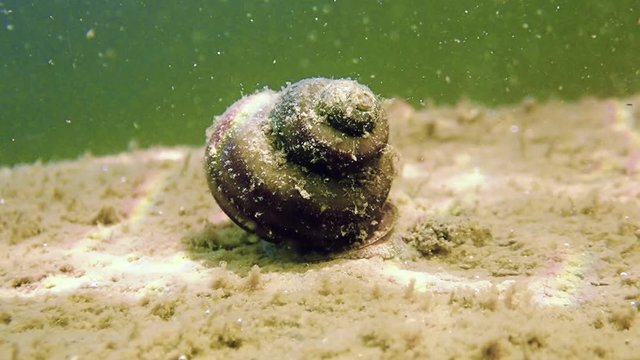 Viviparus river snail in freshwater lake