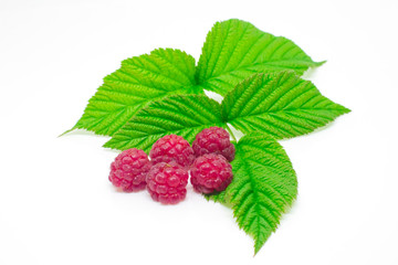 Red raspberry with leaves on white background
