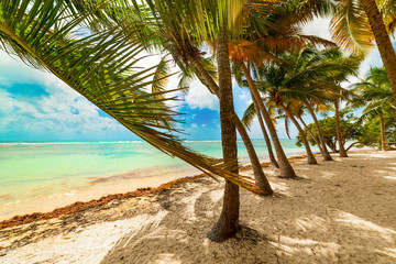 Bois Jolan beach in Guadeloupe