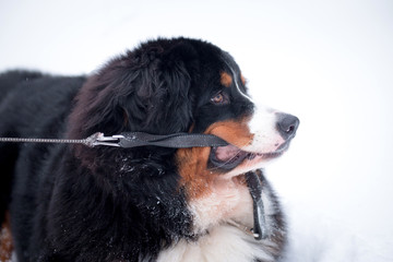 Bernese Mountain Dog Breeds Leash
