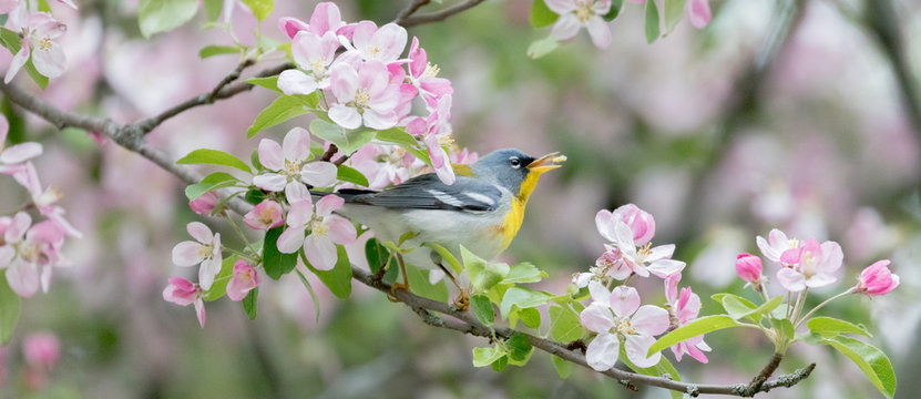 Northern Parula Warbler