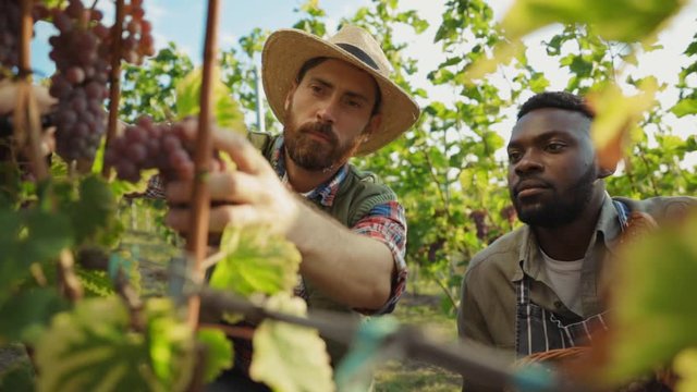 Team of attractive multi-ethnic farmers collecting fresh ripe pinot grapes into basket working at beautiful vineyard. Close-up.